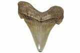 Serrated Angustidens Tooth - Megalodon Ancestor #302049-1